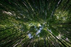 Bamboo Forest_OSG